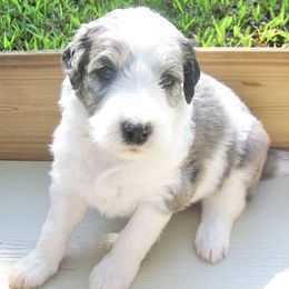 Aussiedoodle Puppies from Ellum Branch Aussiedoodles