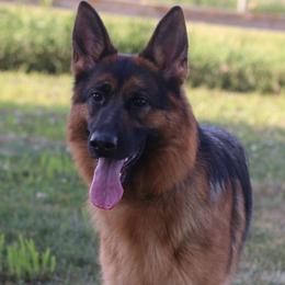 Tabatha - Black and red female German Shepherd puppy in Humboldt, Iowa from Valiant Shepherds