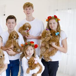 Goldendoodle Puppies from Dean Doodles