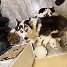 Siberian Husky Puppies from Leanna Bartrum