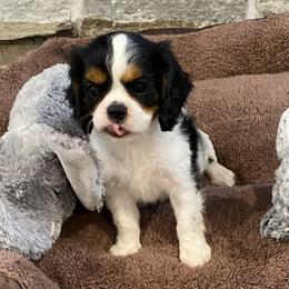Cavalier King Charles Spaniel Puppies from Fairwyn Farm Cavalier King Charles Spaniels
