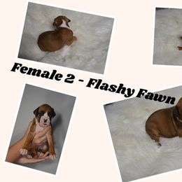 Boxer Puppies from Bowers Boxers