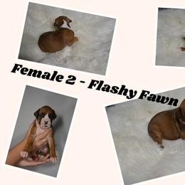 Boxer Puppies from Bowers Boxers