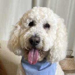 Labradoodles and Poodles from Quiri_doodles