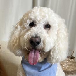 Labradoodles and Poodles from Quiri_doodles