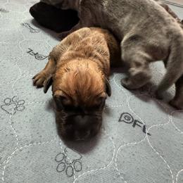 Diesel - Red male Cane Corso puppy in Pollock Pines, California from Capitol City Cane Corso