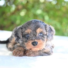 Jasper - Merle male Cavapoo puppy in Lawton, Oklahoma from Lindsey’s Cavies