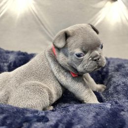 French Bulldog Puppies from Pardon My Frenchiez Kennels