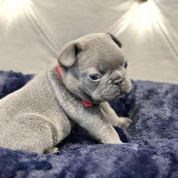 French Bulldog Puppies from Pardon My Frenchiez Kennels