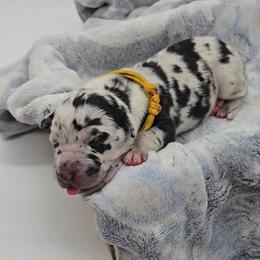 Jack - Harlequin male Great Dane puppy in Caldwell, Idaho from Miner's Dynamic Danes