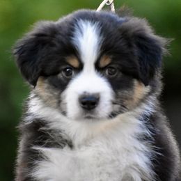 Australian Shepherd and Miniature American Shepherd Puppies from Bright Heart Aussies & Miniature American Shepherds