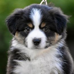 Australian Shepherd and Miniature American Shepherd Puppies from Bright Heart Aussies & Miniature American Shepherds