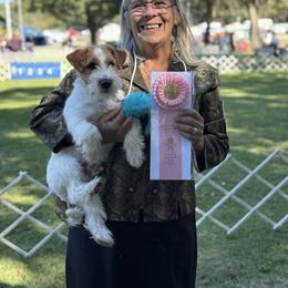 Australian Cattle Dog and Russell Terrier All Grown Up from Karson Russell Terriers & Mystic DK Australian Cattle Dogs