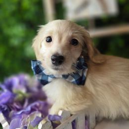 Silky Velvet - Cream male Dachshund puppy in Townsend, Georgia from Salt Creek Dachshunds