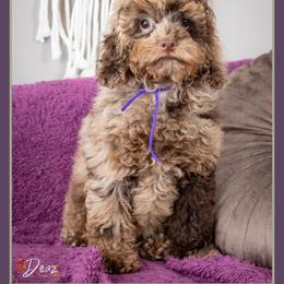 Hannah - Merle female Cockapoo puppy in Connersville, Indiana from Deaz Doodle Ranch
