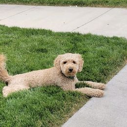 Jones - Goldendoodle