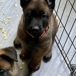 Belgian Malinois Puppies from BlueStone