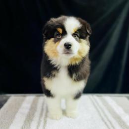 Jasper - Black tri male Miniature American Shepherd puppy in Omaha, Arkansas from Ashland Miniature American Shepherds & Miniature Australian Shepherds
