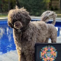 Lemon - Portuguese Water Dog