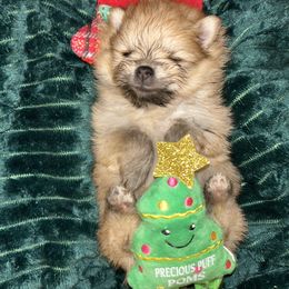 Pumpkin - Orange sable female Pomeranian puppy in Zavalla, Texas from Precious Puff Poms