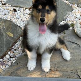 Panda - Black white and tan male Collie puppy in Jacksonville, North Carolina from Edenmore collies
