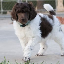 Choas - Parti male Poodle puppy in Hesperia, California from HD Poodles