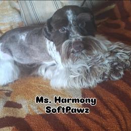 Harmony - Parti female Miniature Schnauzer puppy in Bloomington, California from Michael's Minis