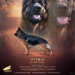 Zitan - German Shepherd