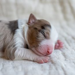 Australian Shepherd Puppies from Sky to Haven Aussies