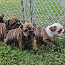 Bulldog puppies from Brooklyn Beefcakes