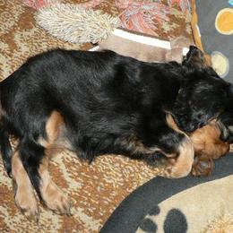 Cavalier King Charles Spaniel Puppies from 7 Bridges Cavaliers