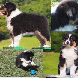 Fancy - Black tri-color female Australian Shepherd puppy in Cape Girardeau, Missouri from Promise Keeper Kennel