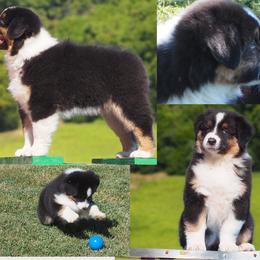 Fancy - Black tri-color female Australian Shepherd puppy in Cape Girardeau, Missouri from Promise Keeper Kennel