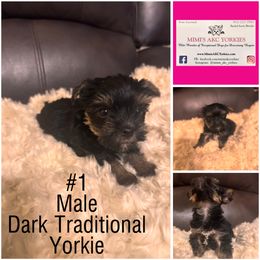 Yorkshire Terrier Puppies from Mimi’s AKC Yorkies