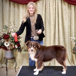 Timberline Flying Blue Jeans - Red tri male Miniature Australian Shepherd puppy in Madisonville, Texas from Flying LL Aussies
