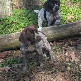 Dachshund, German Shorthaired Pointer, and Mastiff Puppies from Cedarhills