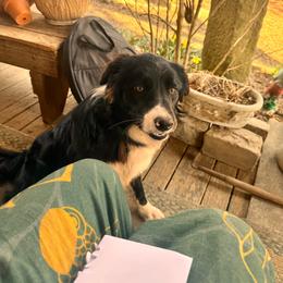 Pepper - Border Collie