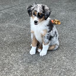 Miniature American Shepherd Puppies from Lone Pine Miniature American Shepherds