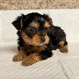 Girl 2 - Black and gold female Yorkshire Terrier puppy in Pomona, California from Cristian's Yorkshire Terriers