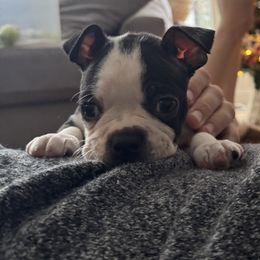 Angel - Black and white female Boston Terrier puppy in Wildwood, Missouri from Belleville Bostons