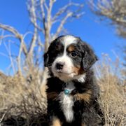 Cash - Double Doodle puppy from Dry Canyon Pups