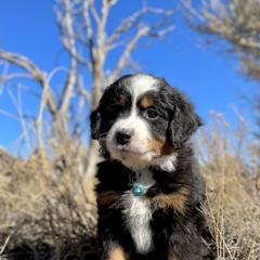 Cash - Double Doodle puppy from Dry Canyon Pups