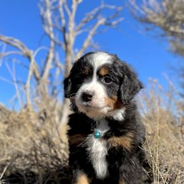 Cash - Double Doodle puppy from Dry Canyon Pups