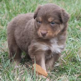 Ginger - Red tri-color female Australian Shepherd puppy in Russell Springs, Kentucky from Maggie Withers' Australian Shepherds