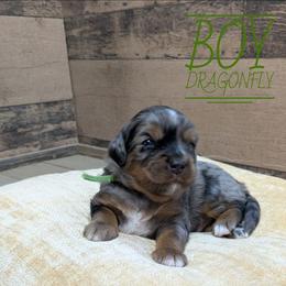 Dragonfly - Blue merle male Bernedoodle puppy in Cambridge, Minnesota from Country Meadow Doodles