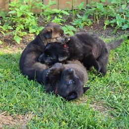 German Shepherd Puppies from Scenic City Shepherds