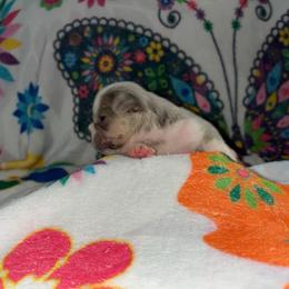 Rio - Blue fawn male French Bulldog puppy in Coatesville, Pennsylvania from The Chipper Frenchie