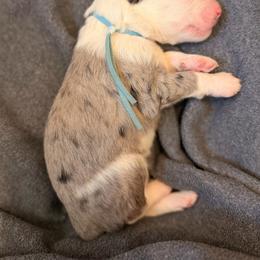 Wrangler - Blue merle and white male Sheepadoodle puppy in Vernonia, Oregon from Life Unleashed Farm