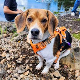 Beagle Puppies from Jennifer Knapp's Beagles