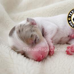 Ranger 3500 - Dapple male Dachshund puppy in Houston, Texas from Texas Regal Dachshunds LLC